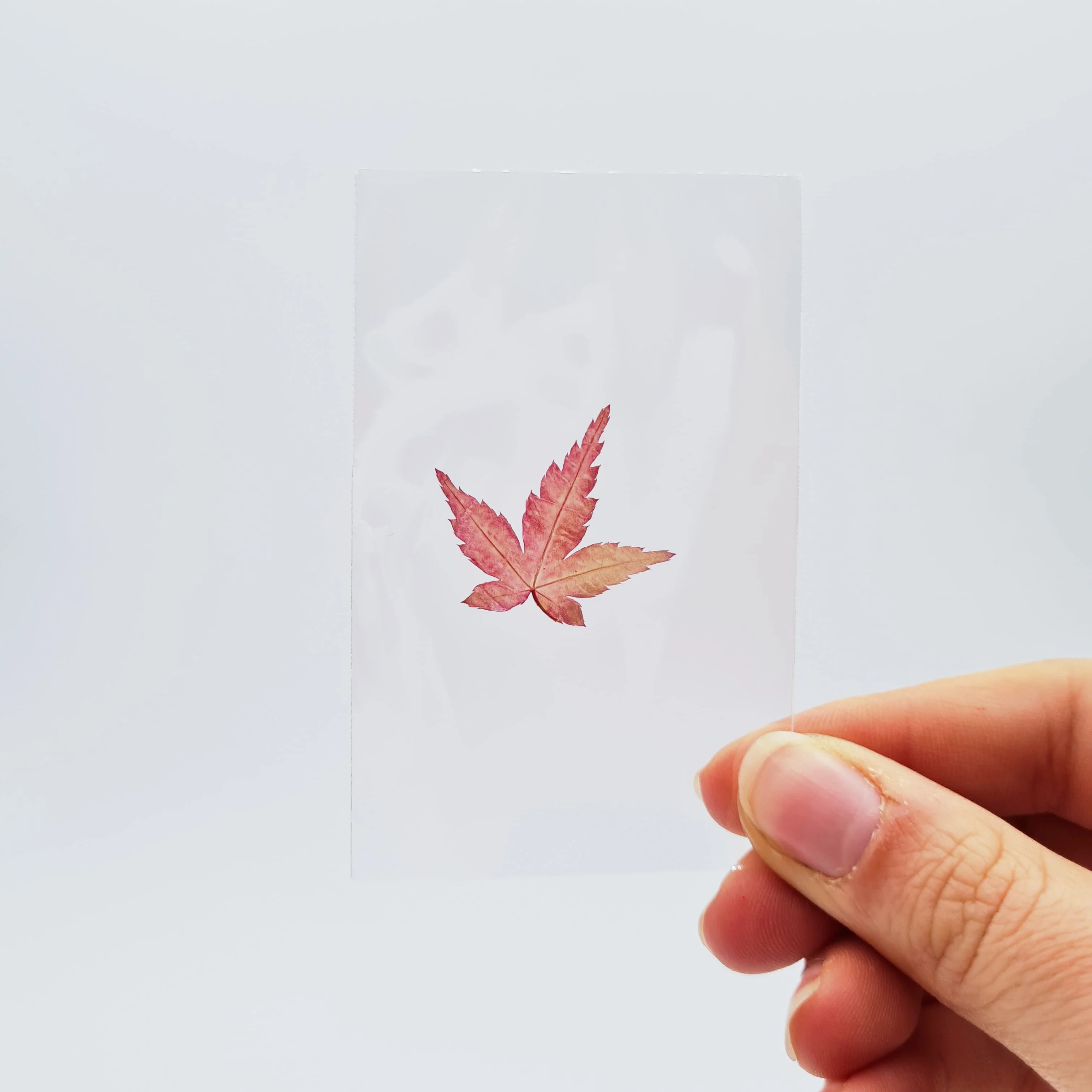 Feuilles alimentaires de Momiji (100) - Image 3