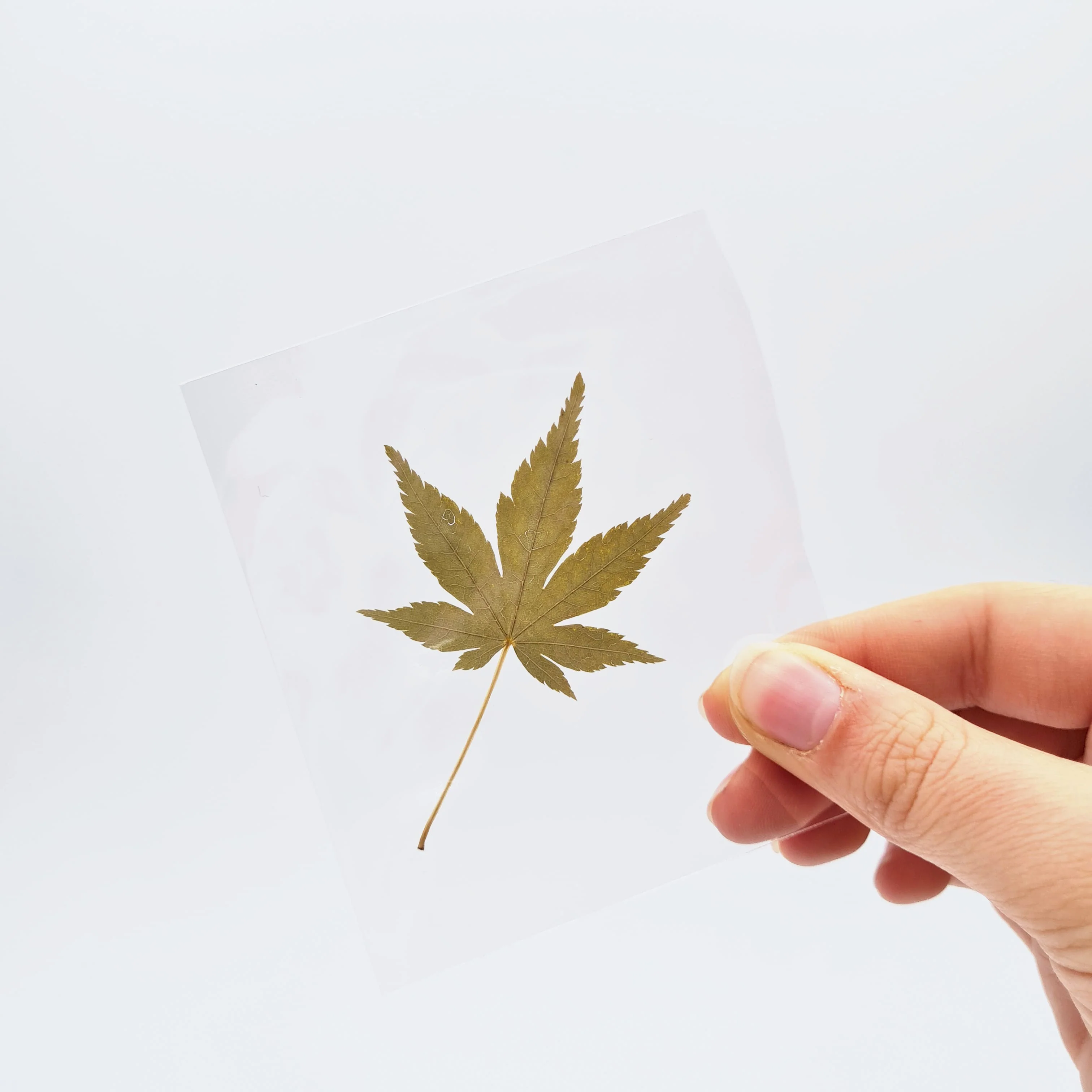 Feuilles alimentaires de Momiji (100) - Image 4