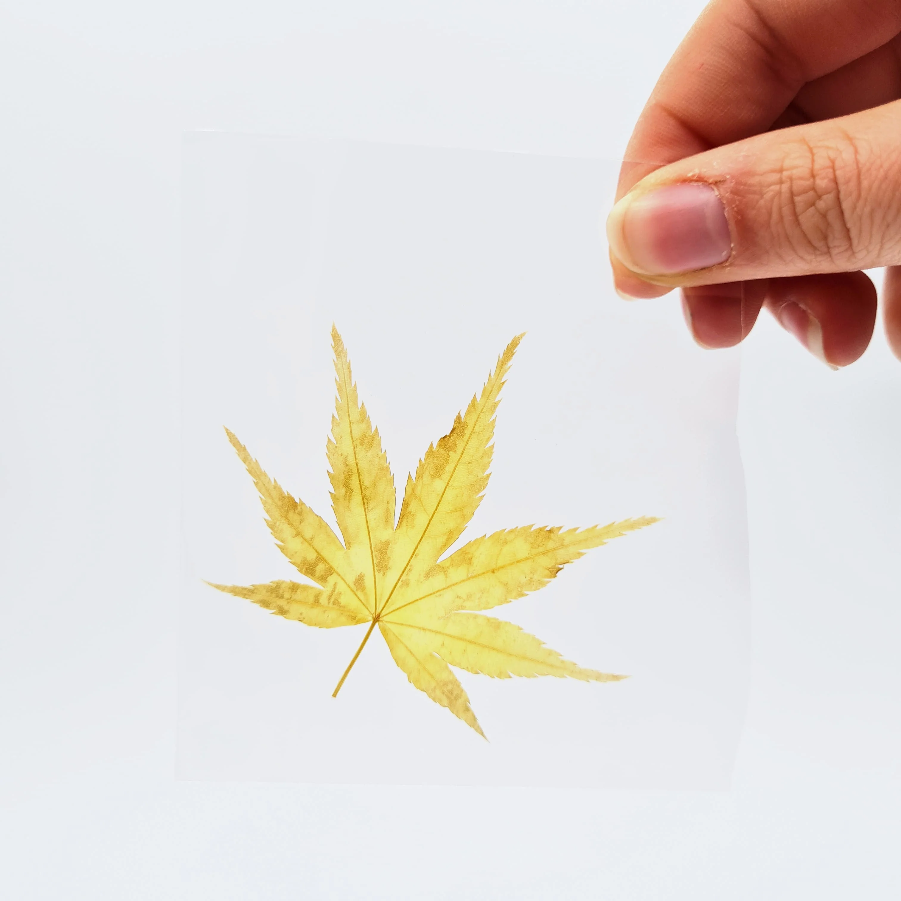 Feuilles alimentaires de Momiji (100) - Image 5