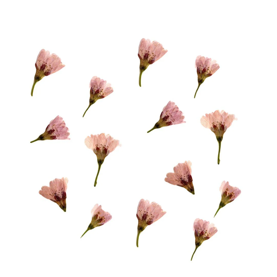 Fleurs alimentaires de sakura séchées (50 fleurs) - Image 3